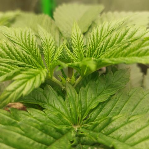 Skywalker haze growlog photo: Heute getoppt