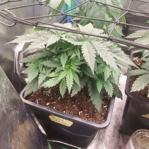 Black runtz  growlog timeline photo