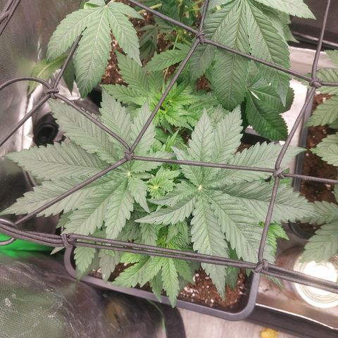 Black runtz  growlog timeline photo