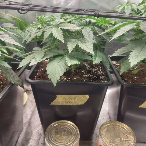 Super skunk  growlog timeline photo