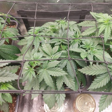 Super skunk  growlog timeline photo