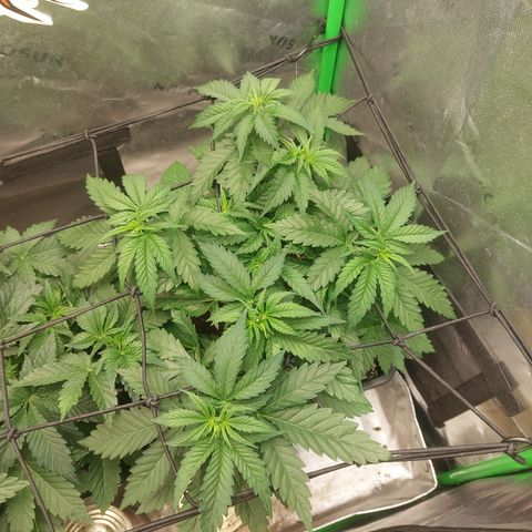 Skywalker haze growlog timeline photo
