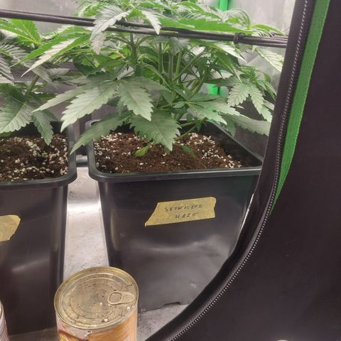 Skywalker haze growlog timeline photo