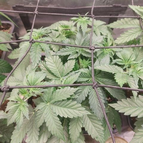 Super skunk  growlog timeline photo