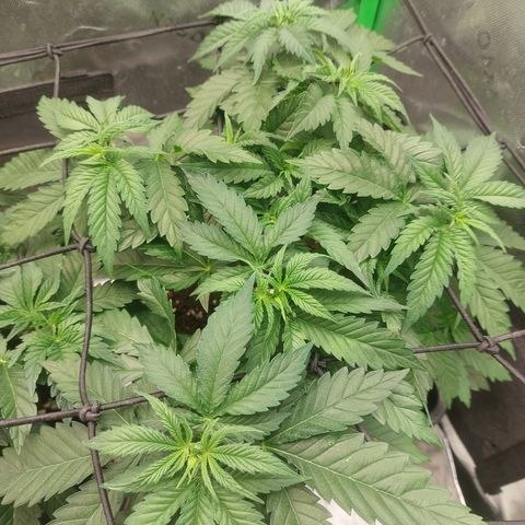 Skywalker haze growlog timeline photo
