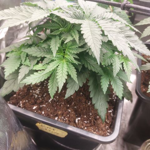 Black runtz  growlog timeline photo
