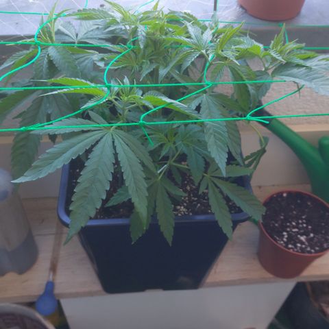 Northern Lights automatic  growlog timeline photo
