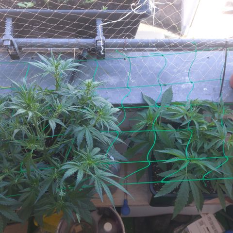 Chocolate Mint OG growlog timeline photo