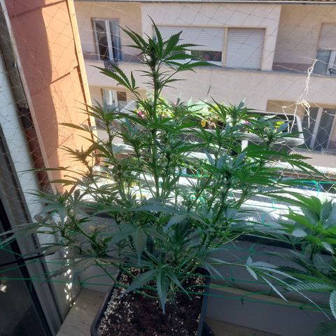 Chocolate Mint OG growlog timeline photo