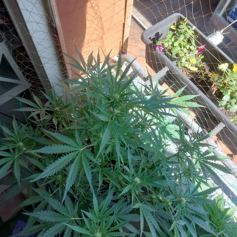 Chocolate Mint OG growlog timeline photo