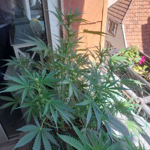Chocolate Mint OG growlog timeline photo