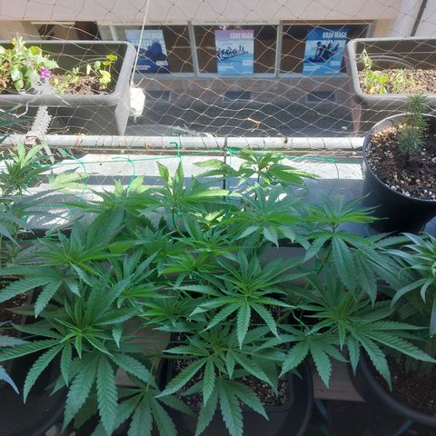 Northern Lights automatic  growlog timeline photo