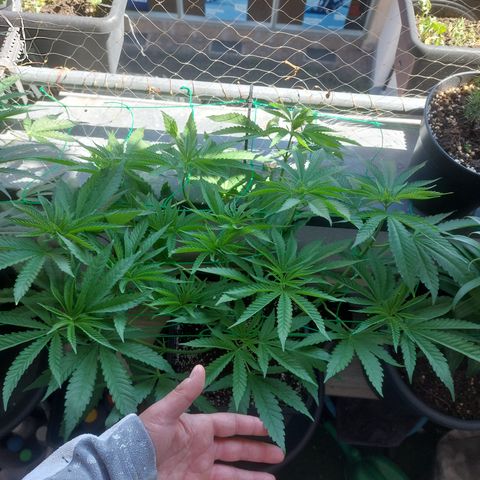 Northern Lights automatic  growlog timeline photo