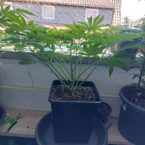Northern Lights automatic  growlog timeline photo