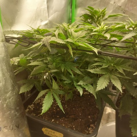 Black runtz  growlog timeline photo