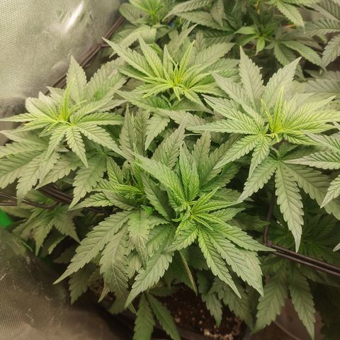 Black runtz  growlog timeline photo