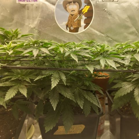 Super skunk  growlog timeline photo