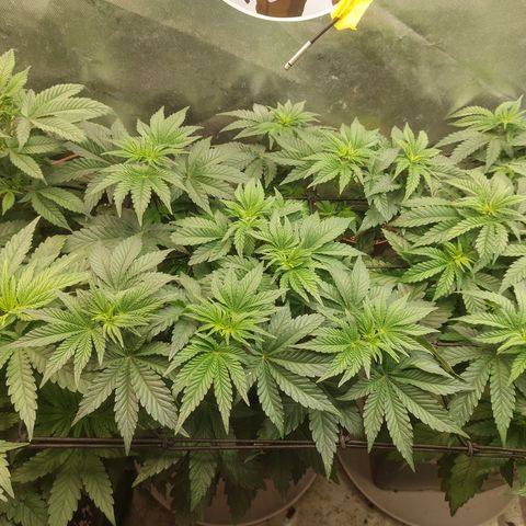 Super skunk  growlog timeline photo