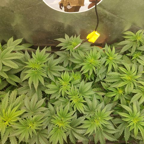 Super skunk  growlog timeline photo