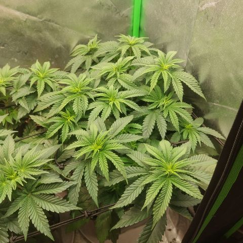 Skywalker haze growlog timeline photo