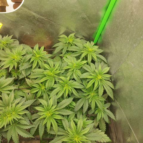 Skywalker haze growlog timeline photo