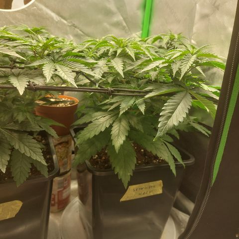 Skywalker haze growlog timeline photo