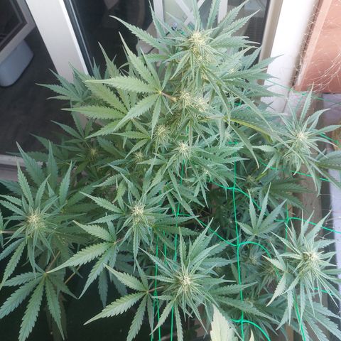 Chocolate Mint OG growlog timeline photo