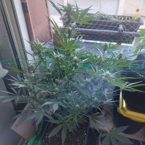 Chocolate Mint OG growlog timeline photo
