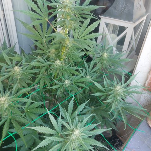 Chocolate Mint OG growlog timeline photo
