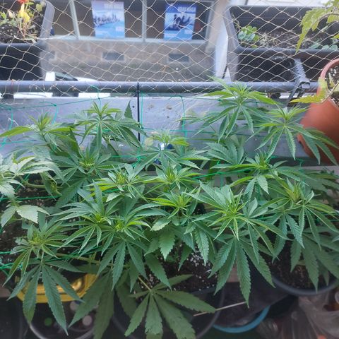 Northern Lights automatic  growlog timeline photo