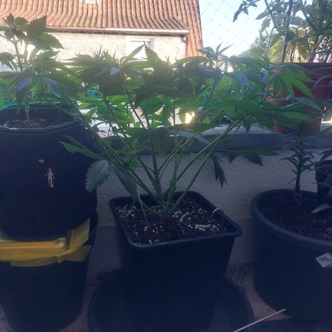 Northern Lights automatic  growlog timeline photo
