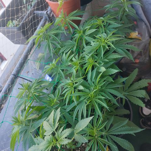Northern Lights automatic  growlog timeline photo