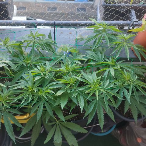 Northern Lights automatic  growlog timeline photo