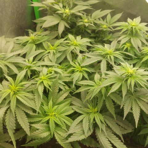 Black runtz  growlog timeline photo