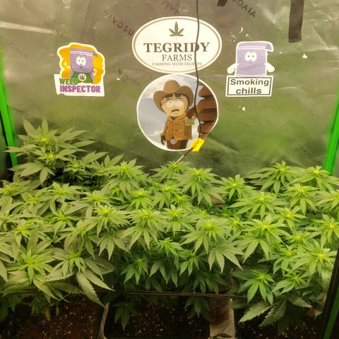 Black runtz  growlog timeline photo