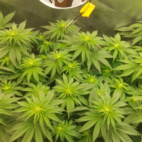 Super skunk  growlog timeline photo