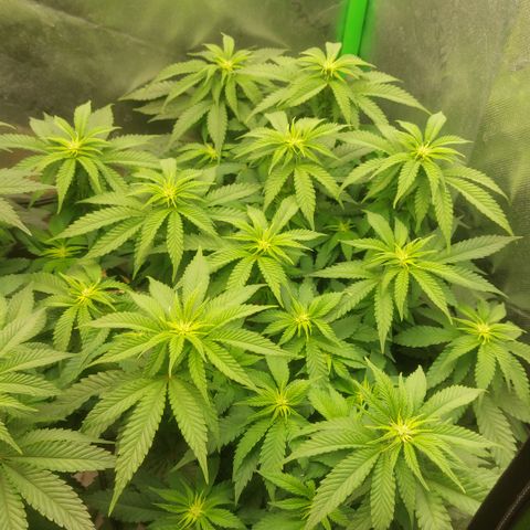 Skywalker haze growlog timeline photo
