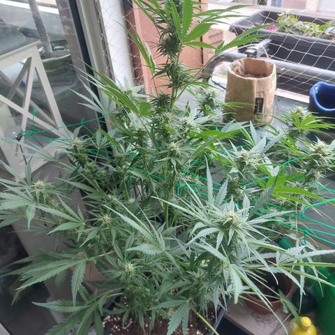Chocolate Mint OG growlog timeline photo
