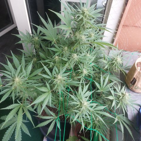 Chocolate Mint OG growlog timeline photo