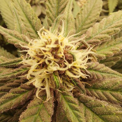 Black runtz  growlog timeline photo