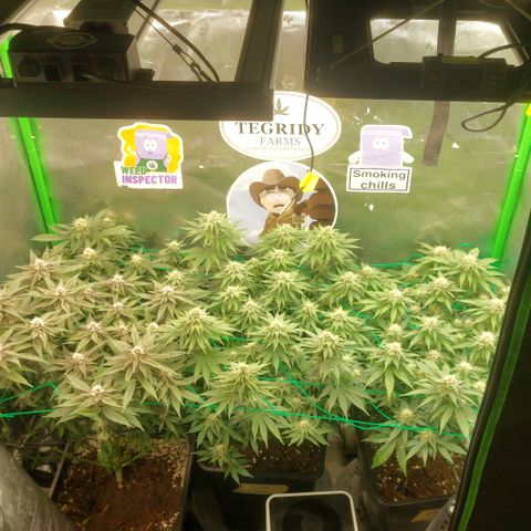 Black runtz  growlog timeline photo