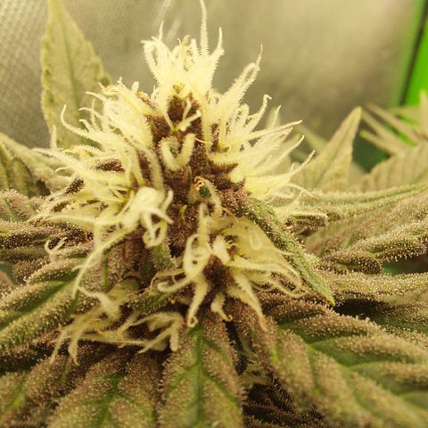 Black runtz  growlog timeline photo