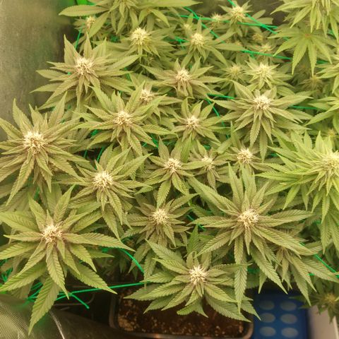 Black runtz  growlog timeline photo