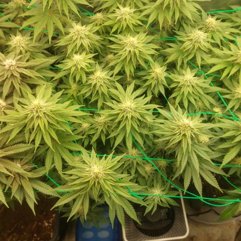 Super skunk  growlog timeline photo