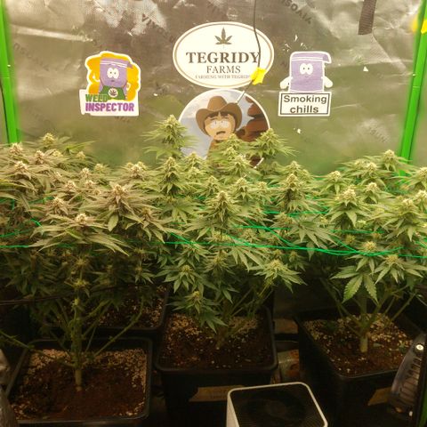 Skywalker haze growlog timeline photo