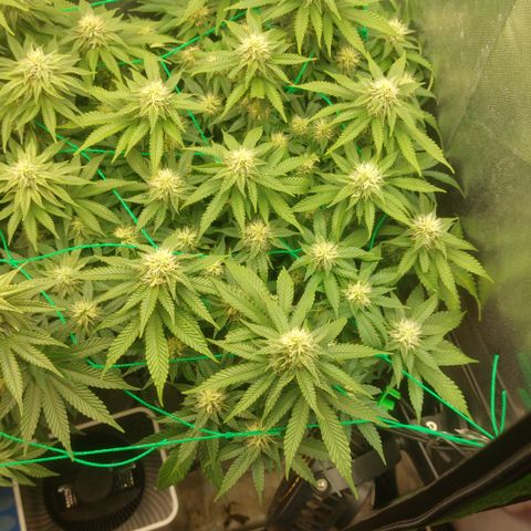 Skywalker haze growlog timeline photo
