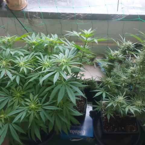 Northern Lights automatic  growlog timeline photo