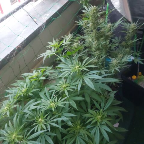 Northern Lights automatic  growlog timeline photo