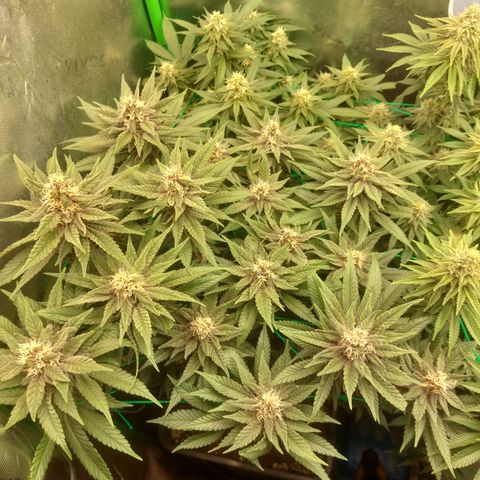 Black runtz  growlog timeline photo