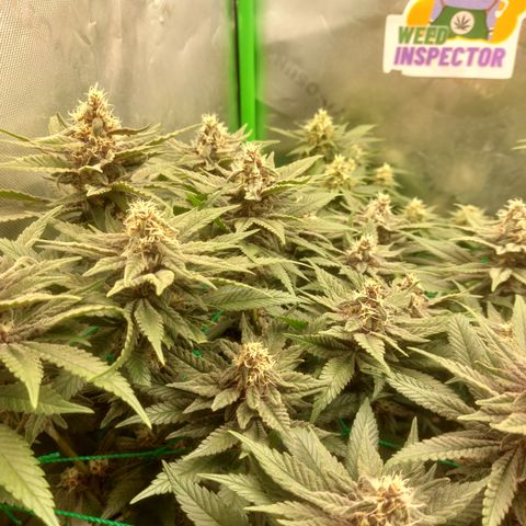 Black runtz  growlog timeline photo